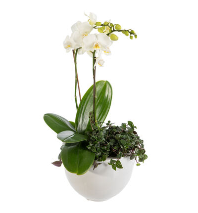 Hvit orkidè sammenplanting S